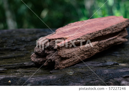 Wood has tiger stripe or curly stripe grain, Afzelia wood exotic beautiful pattern for crafts or abstract art Background 57227246