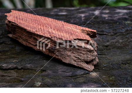 Wood has tiger stripe or curly stripe grain, Afzelia wood exotic beautiful pattern for crafts or abstract art Background 57227248