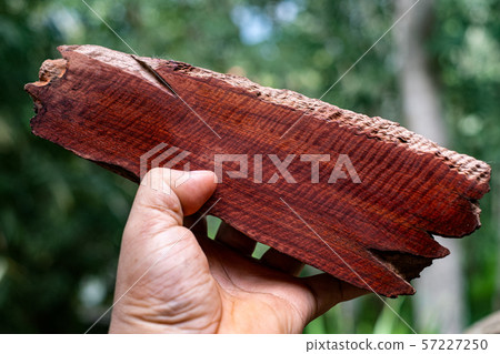 Wood has tiger stripe or curly stripe grain, Afzelia wood exotic beautiful pattern for crafts or abstract art Background 57227250