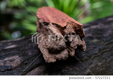 Wood has tiger stripe or curly stripe grain, Afzelia wood exotic beautiful pattern for crafts or abstract art Background 57227251