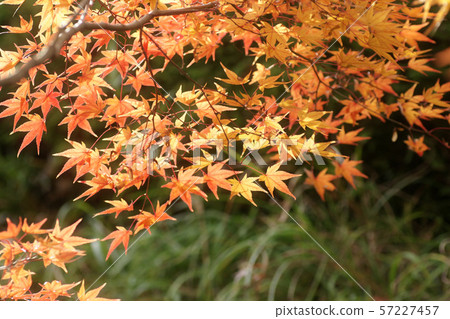 鳥取走在秋天秋葉Tokoji寺 鳥取走在秋天秋葉Tokoji寺 57227457
