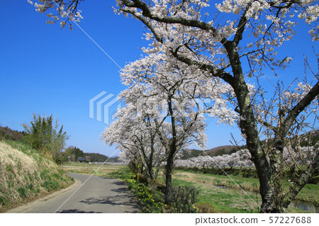 Thousand cherry blossoms of the Natsui River (Fukushima Prefecture, Ono Town) 57227688