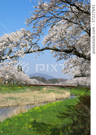 Thousand cherry blossoms of the Natsui River (Fukushima Prefecture, Ono Town) 57227691