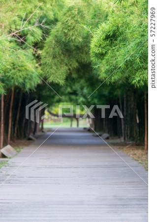 Blurred bamboo tunnel and cement pathway nature Blurred bamboo tunnel and cement pathway nature 57227969