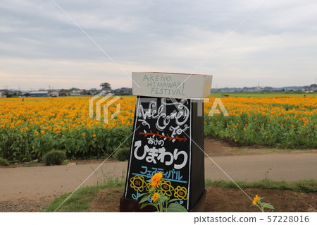 Akeumu Himawari Festival 57228016