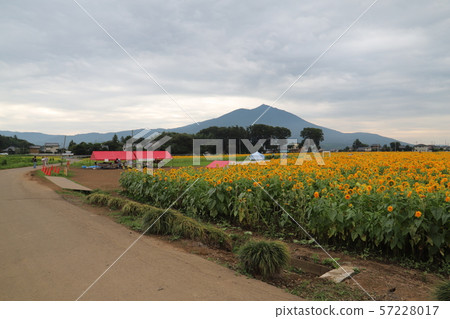 Akeumu Himawari Festival Akeumu Himawari Festival 57228017