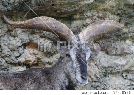 Face of rock sheep 57228536