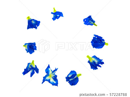 Butterfly Pea ( Asian pigeonwings) isolated at white background 57228788