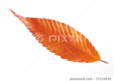 Zelkova 57228850