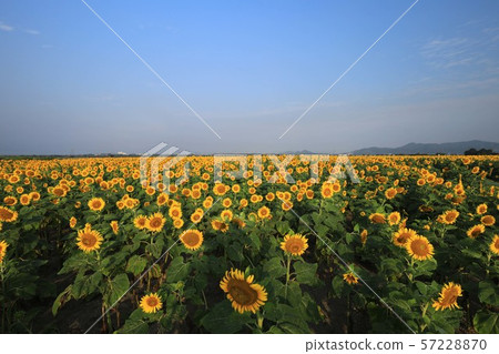 Sunflower 3822 57228870