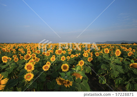 Sunflower 3825 57228871