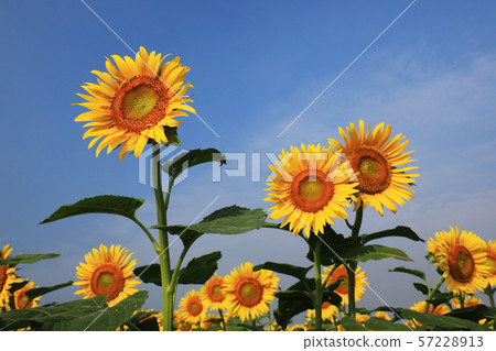 向日葵3952 57228913