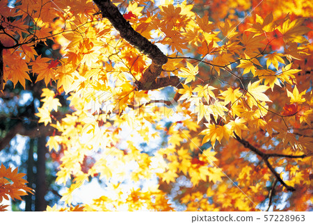 Autumn leaves Autumn leaves 57228963