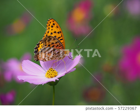 Zuma giuna Zuma giuna 57229367