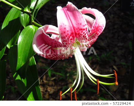 Kanokuri Kanokuri 57229424