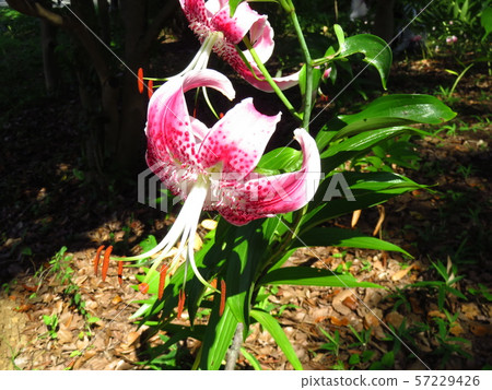 Kanokuri Kanokuri 57229426