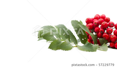 Rowan berry ,mountain ash, Sorbus aucuparia, isolated on a white background Rowan berry ,mountain ash, Sorbus aucuparia, isolated on a white background 57229779