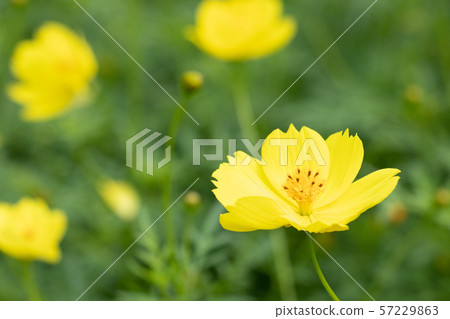 Kibana Cosmos Lemon Bright Kibana Cosmos Lemon Bright 57229863