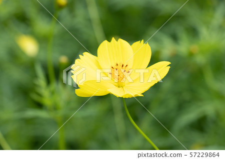 Kibana Cosmos Lemon Bright Kibana Cosmos Lemon Bright 57229864