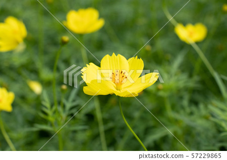 Kibana Cosmos Lemon Bright Kibana Cosmos Lemon Bright 57229865