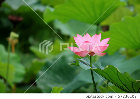 剩下的花 剩下的花 57230102