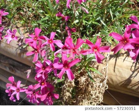 莫斯斜了起來 莫斯斜了起來 57230351