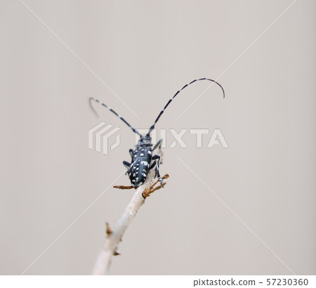 甲蟲夫人 甲蟲夫人 57230360