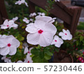 White flowers 57230446