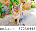 Cat cat gray cat 57230448