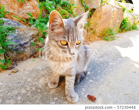 Cat cat gray cat Cat cat gray cat 57230448