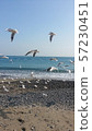 Pohang sea gull 57230451