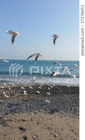 浦項海鷗 浦項海鷗 57230451