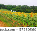 Sunflower field 57230560