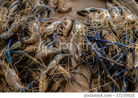 Asia, Vietnam, Shrimp - Animal, Commercial Fishing 57230928