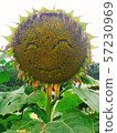 Smiling sunflower 57230969