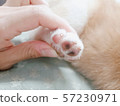 Puppy Paw 57230971