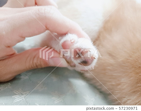 小狗爪子 小狗爪子 57230971