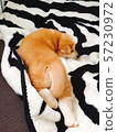 Sleeping puppy's back view 57230972