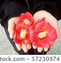 camellia on hand 57230974