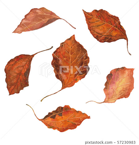 Set of 6 watercolor leaves 57230983