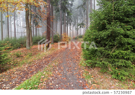 Forest path in the autumn forest 57230987