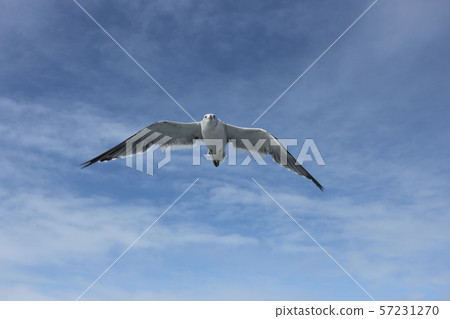 seagull seagull 57231270