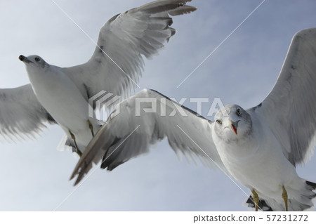 seagull seagull 57231272