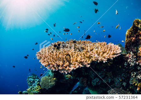 Underwater world with corals and tropical fish. Underwater sea nature in blue ocean Underwater world with corals and tropical fish. Underwater sea nature in blue ocean 57231364