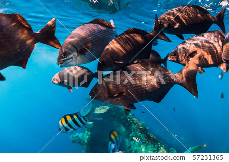 Underwater sea world with school of big fish in blue ocean Underwater sea world with school of big fish in blue ocean 57231365