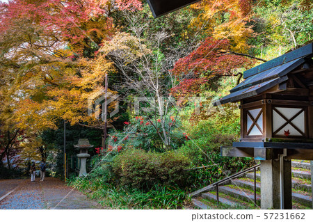 Autumn leaves in the precincts Hinata Daijingu Autumn leaves in the precincts Hinata Daijingu 57231662