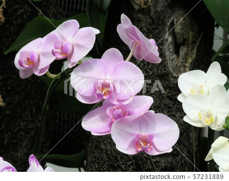 蝴蝶蘭/ Yumenoshima熱帶植物博物館 蝴蝶蘭/ Yumenoshima熱帶植物博物館 57231889