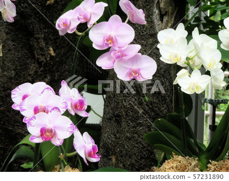 Phalaenopsis / Yumenoshima Tropical Botanical Museum 57231890