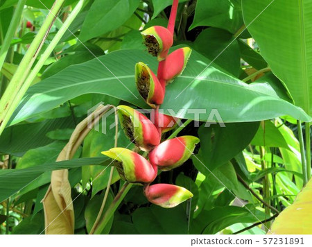 Heliconia Rostrata / Yumenoshima Tropical Botanical Museum Heliconia Rostrata / Yumenoshima Tropical Botanical Museum 57231891