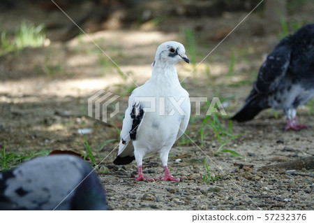 HATO (Pigeon) 57232376